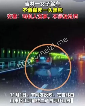吉林女子驾车撞死黑熊